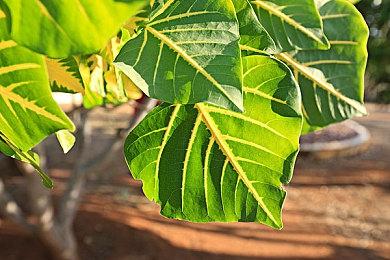 《星球大战：旧共和国武士重制版》开发商更换 但没有跳票